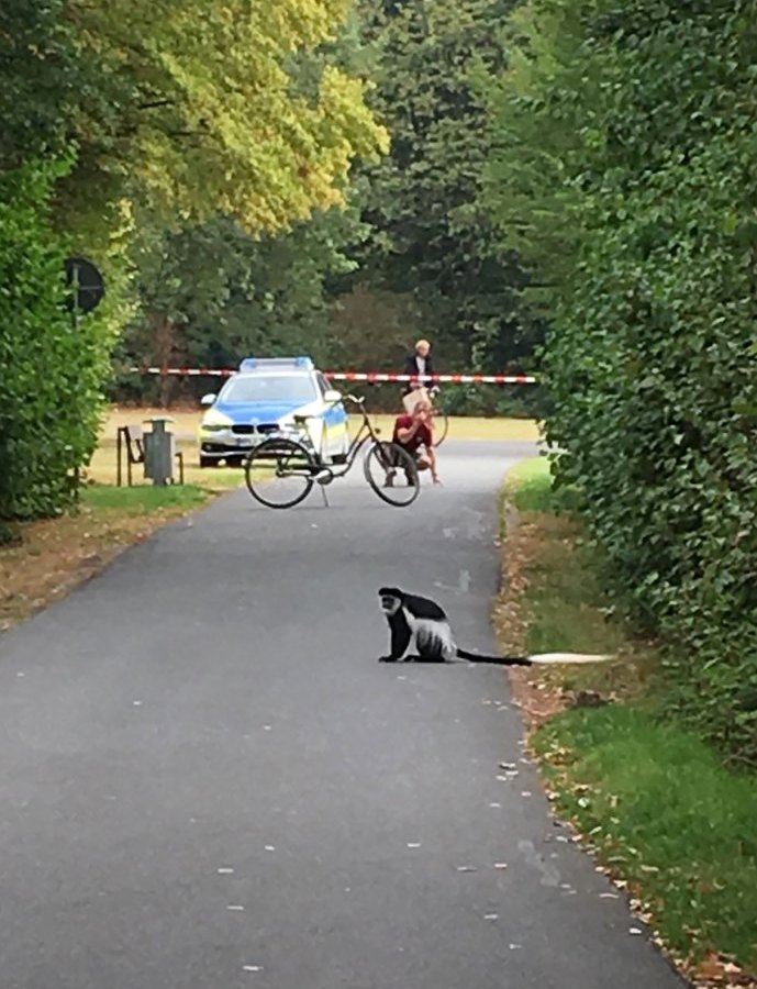 affe-allwetterzoo-münster-ausgebrochen.jpg