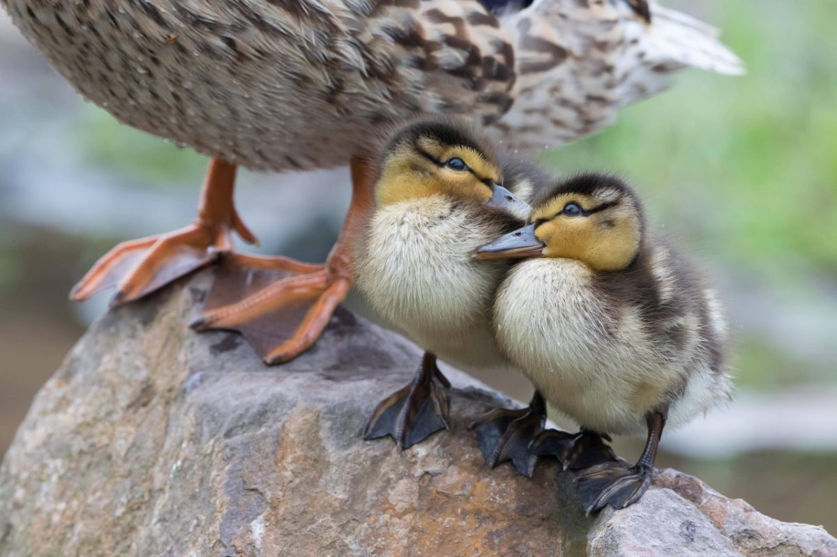 enten essen