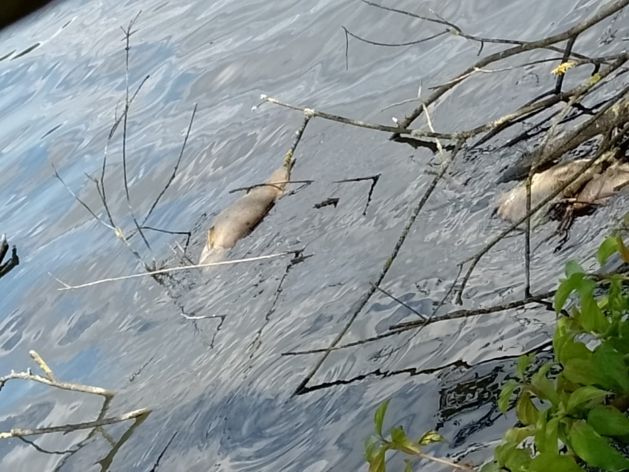 Tote Fische treiben an der Wasseroberfläche des Ümminger Sees in Bochum.