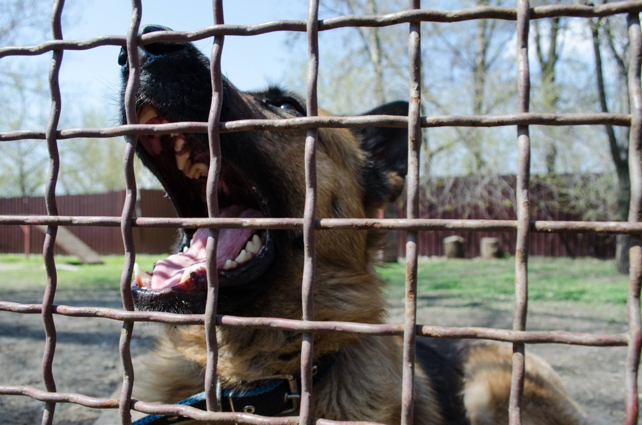 Tierheim Bochum: Mitarbeiter sind richtig sauer, wegen des Schicksals dieses Hundes. (Symbolbild)