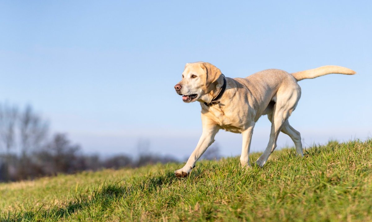 hund nrw.jpg