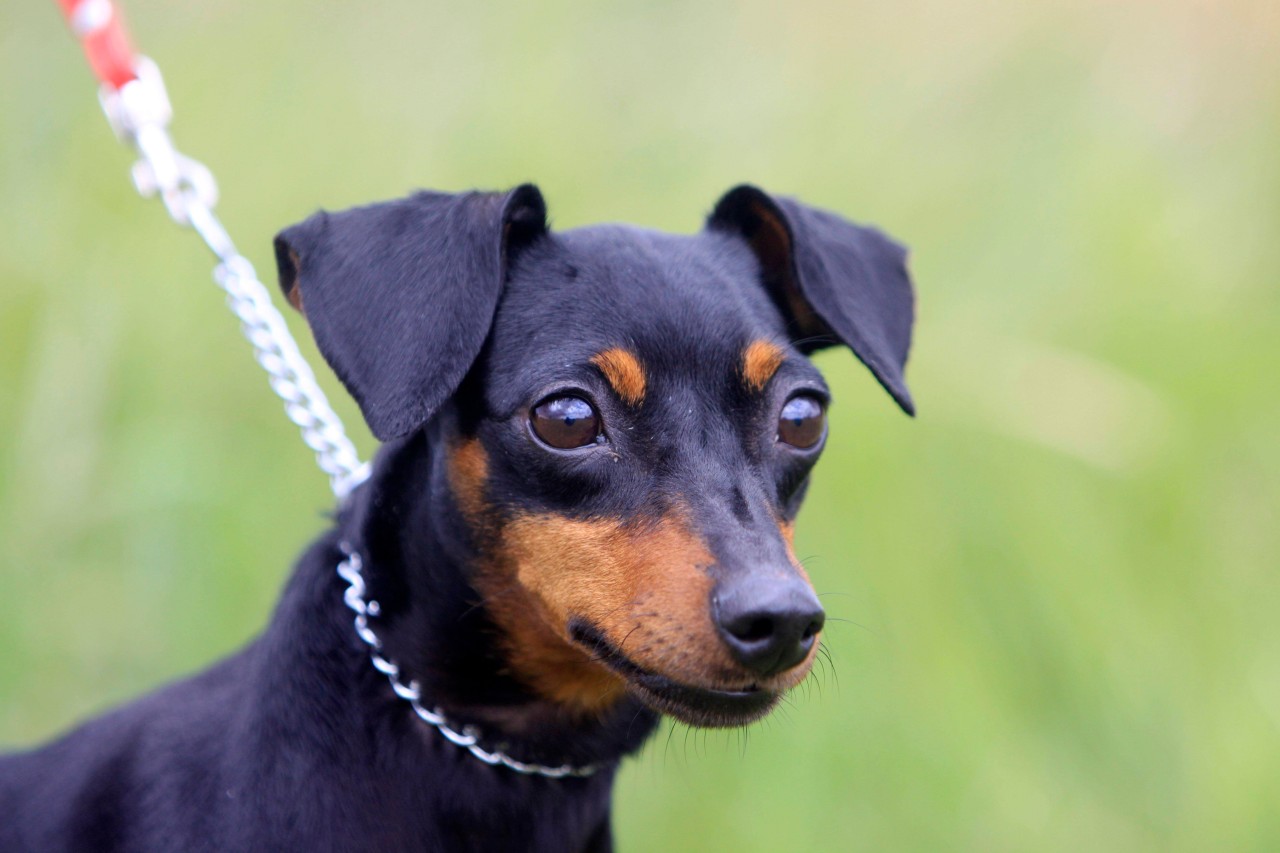 Ein kleiner Zwergpinscher hat etwas Übles erlebt. Jetzt soll er helfen, damit andere Hunde nicht dasselbe Schicksal erleiden. (Symbolbild)