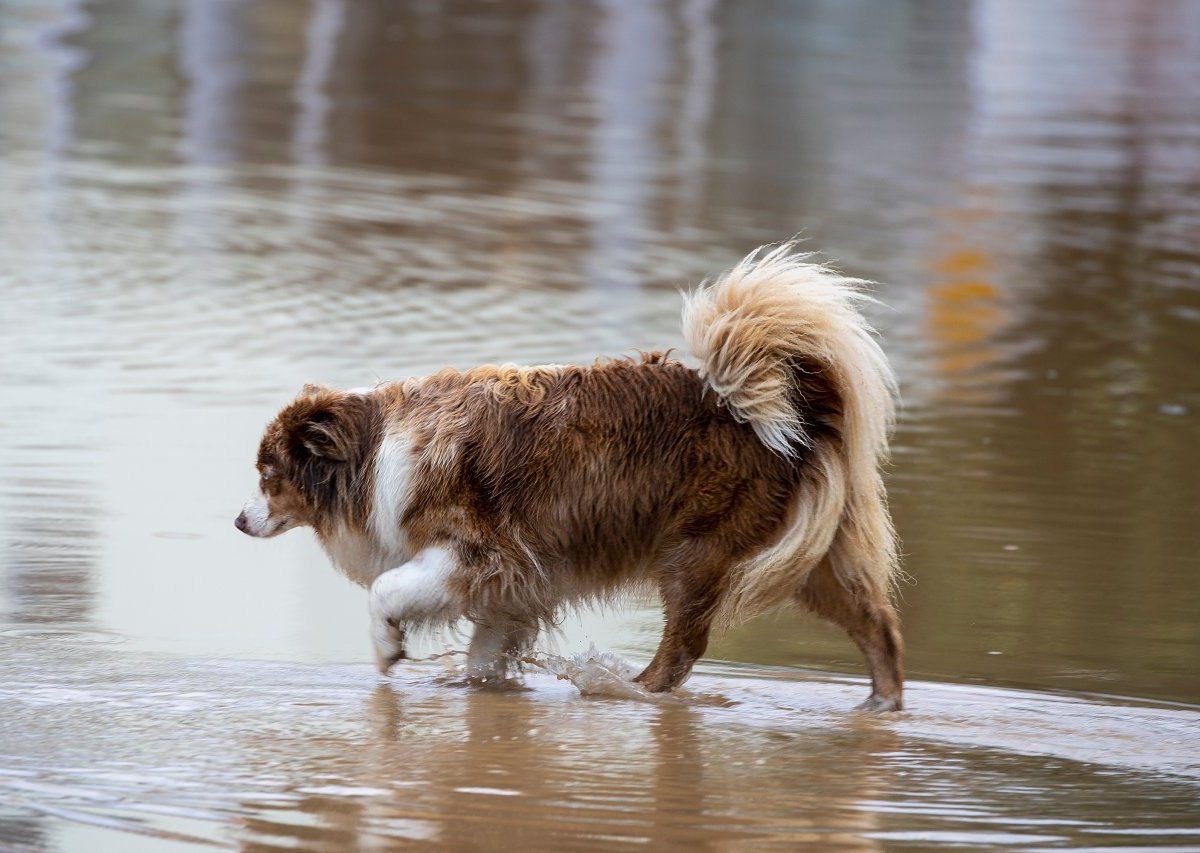 hund nrw.jpg