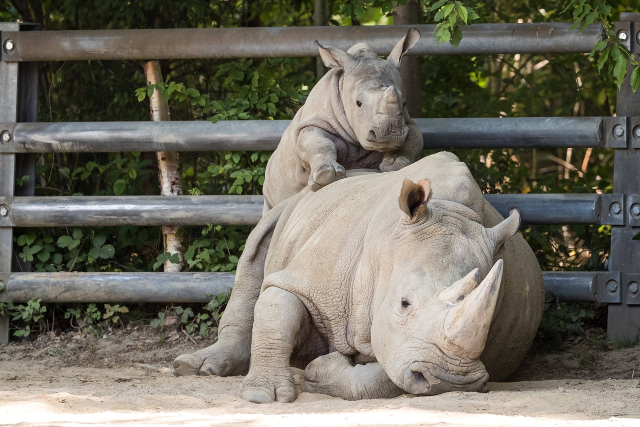 Zoo Dortmund: Willi war der Sohn von Amari und Shakina. Er war noch sehr jung, als er starb. 