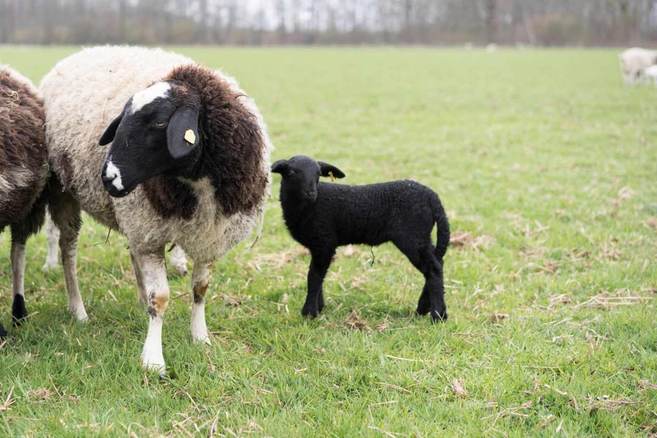 Am 28. März wurde das kleine Lamm namens „Steag“ geboren. (Symbolbild)