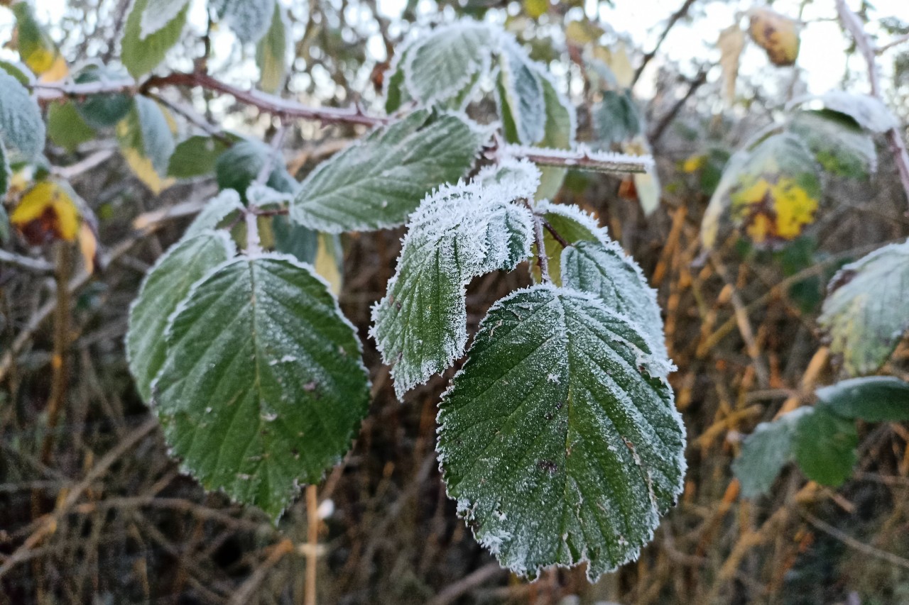 In NRW warnt der Deutsche Wetterdienst vor Frost und Glätte in der Nacht! (Symbolbild)