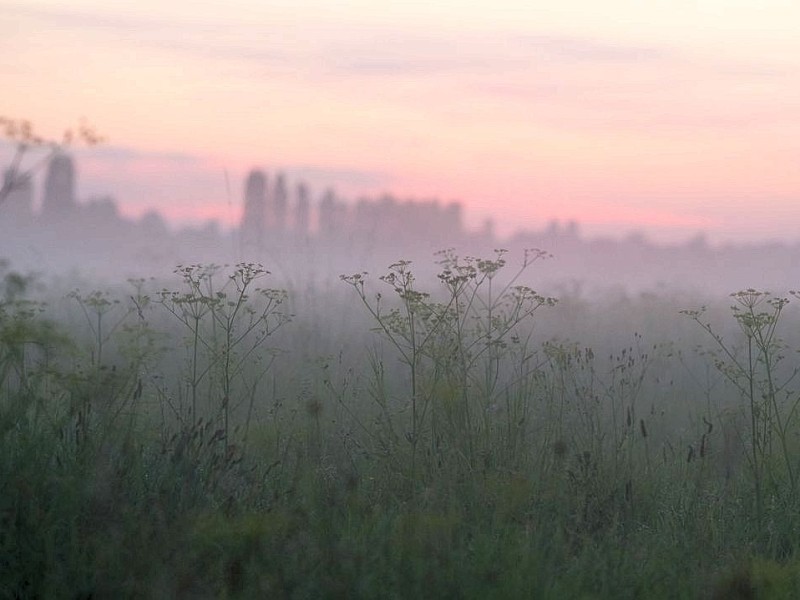 Nebel legt sich nach Sonnenuntergang über ein Feld bei Hannover.