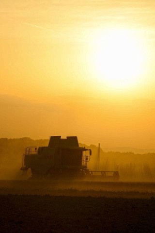 Ein Mähdrescher erntet bei Ringsheim in der untergehenden Sonne Weizen.