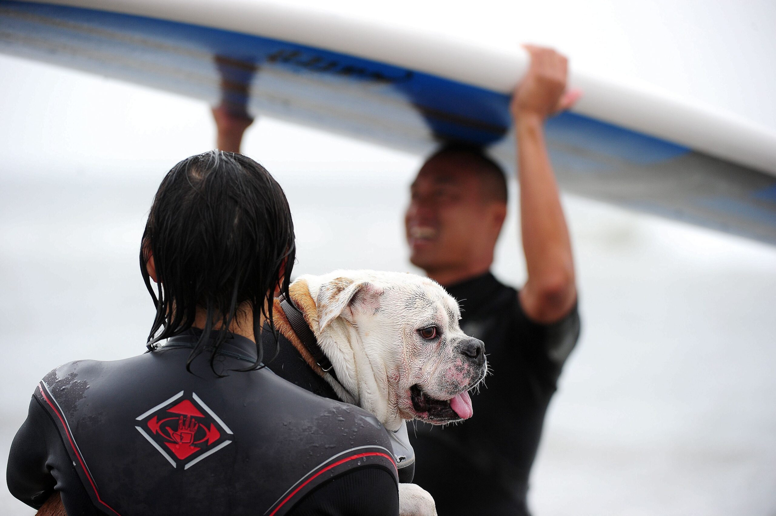 Surfende Hunde im kalifornischen Huntington Beach.