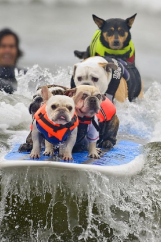 Surfende Hunde im kalifornischen Huntington Beach.