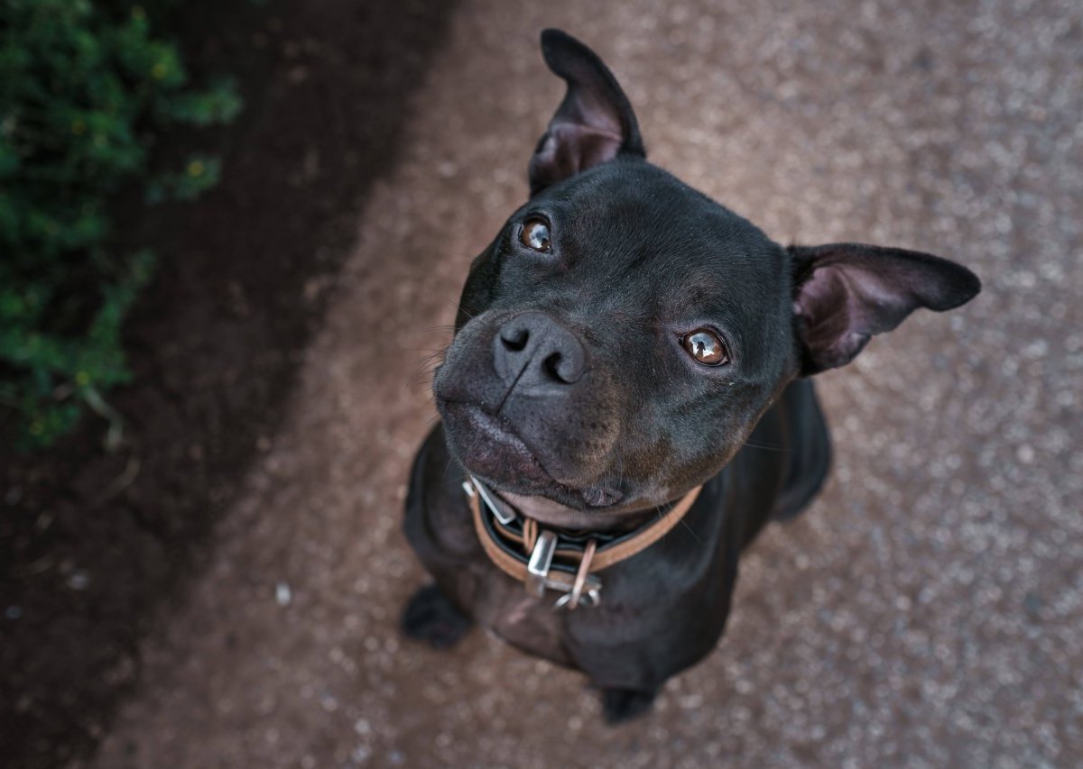 Staffordshire Bullterrier NRW Hund.jpg