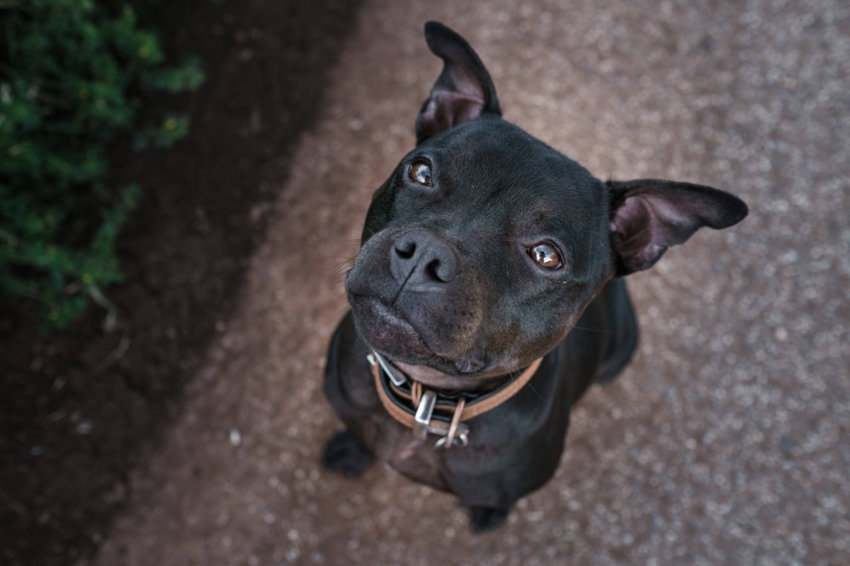 Staffordshire Bullterrier NRW Hund.jpg