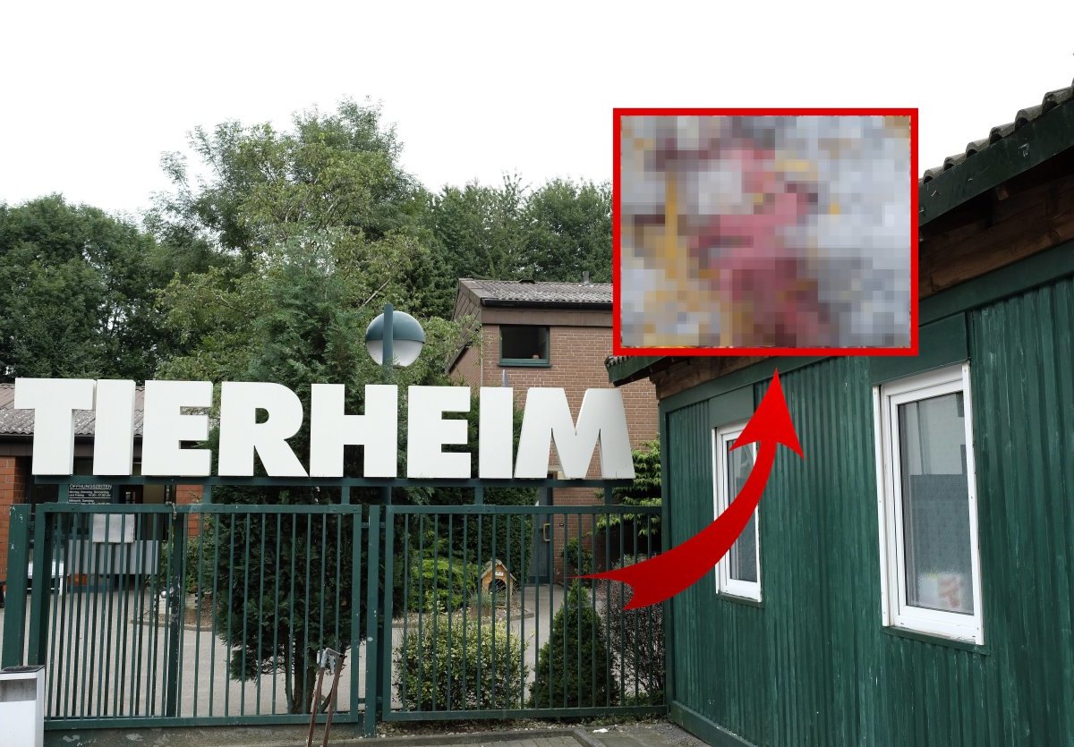 Tierheim Bochum-Tierbabys.jpg