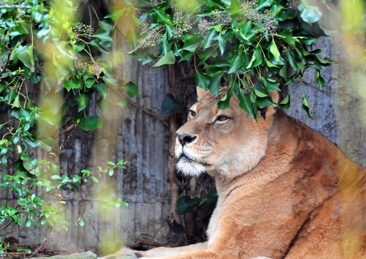 Zoo_Münster.jpg