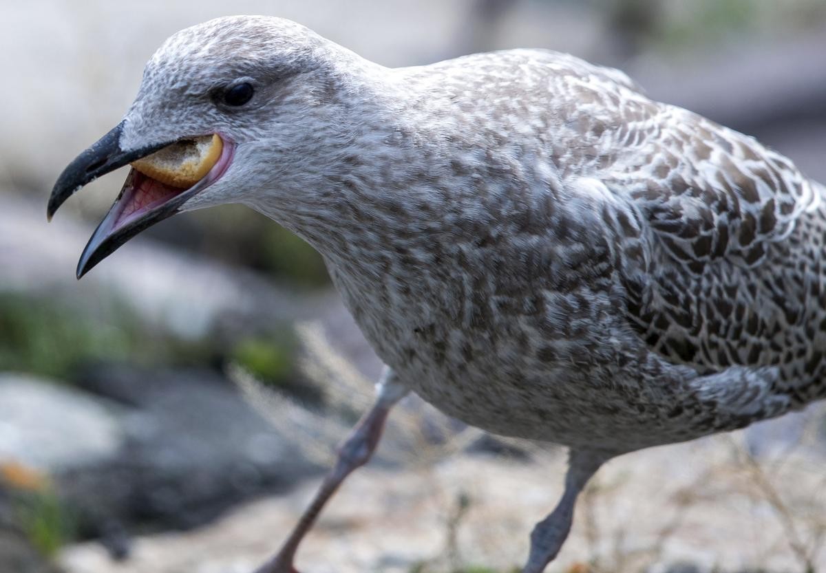 Eine junge Möwe frisst vor einem Fischverkaufskutter am Alten Strom die Reste eines Fischbrötchens. Kommunen haben kreative Ideen, wie sie die Tiere vertreiben wollen. Aber hilft das langfristig?