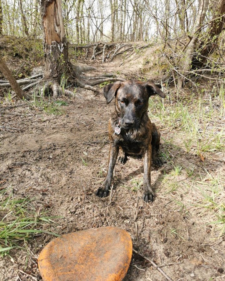 Hund Bochum