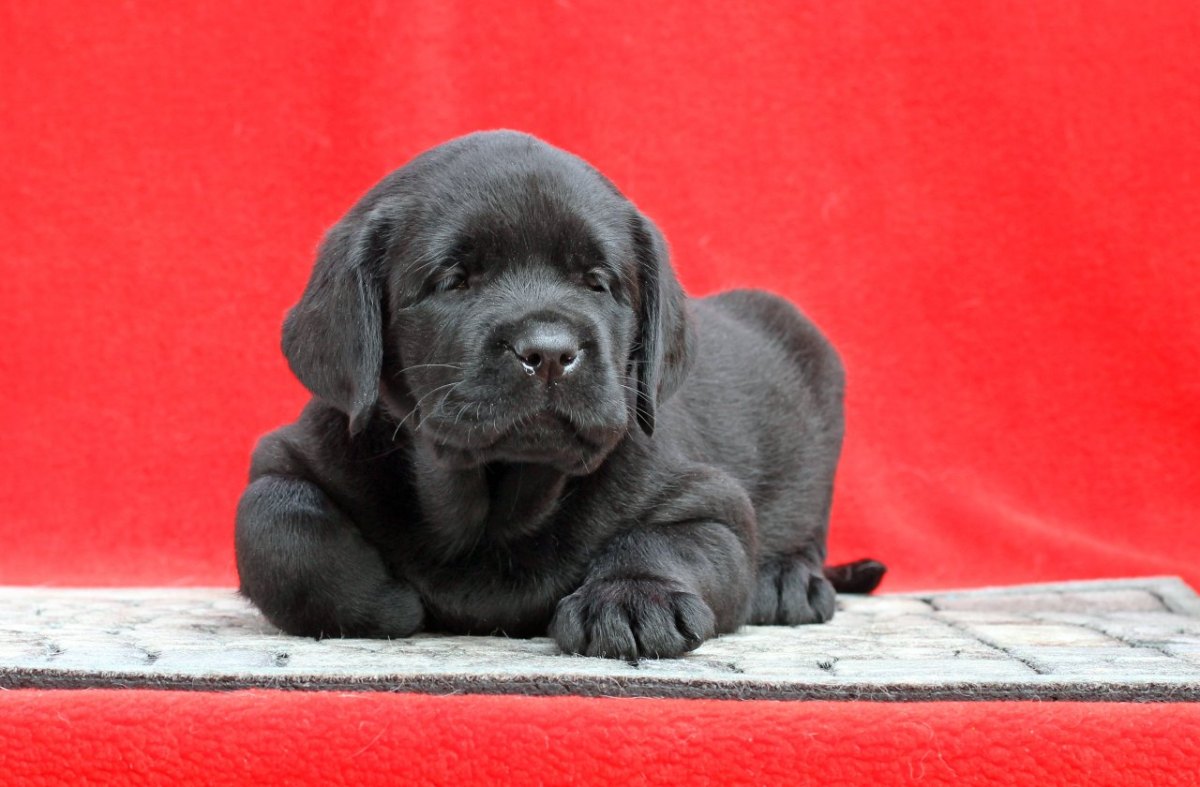 Hund-Labrador.jpg