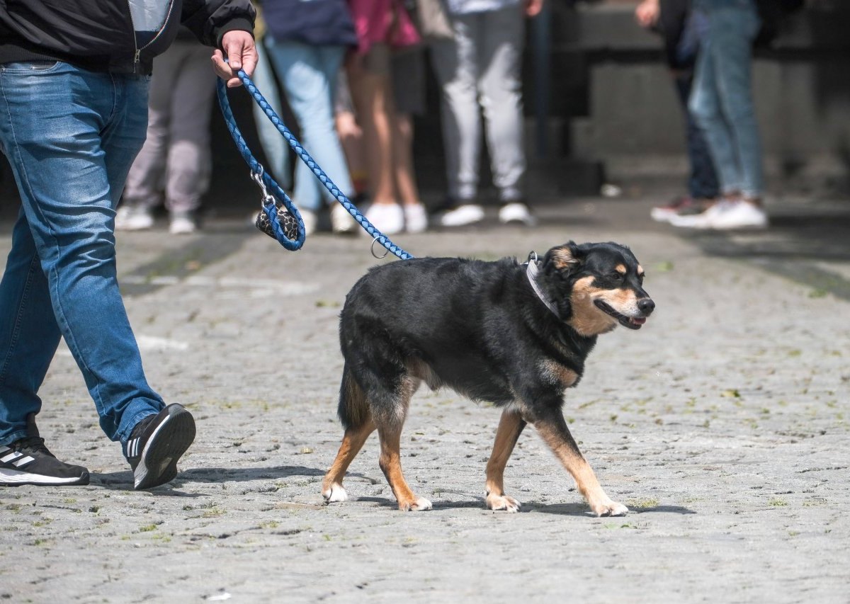 Hund-in-Gelsenkirchen.jpg