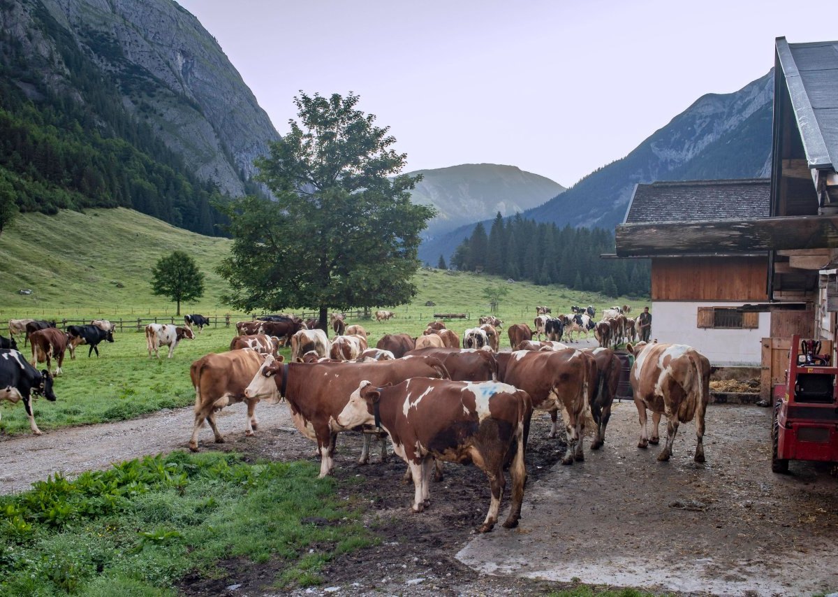 Urlaub-Österreich-Kühe