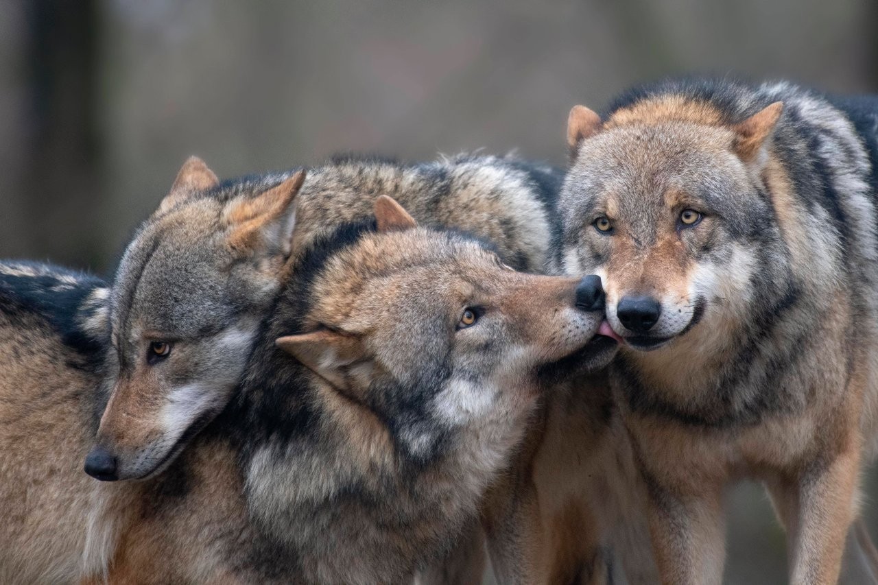 Wölfe in NRW in freier Wildbahn.