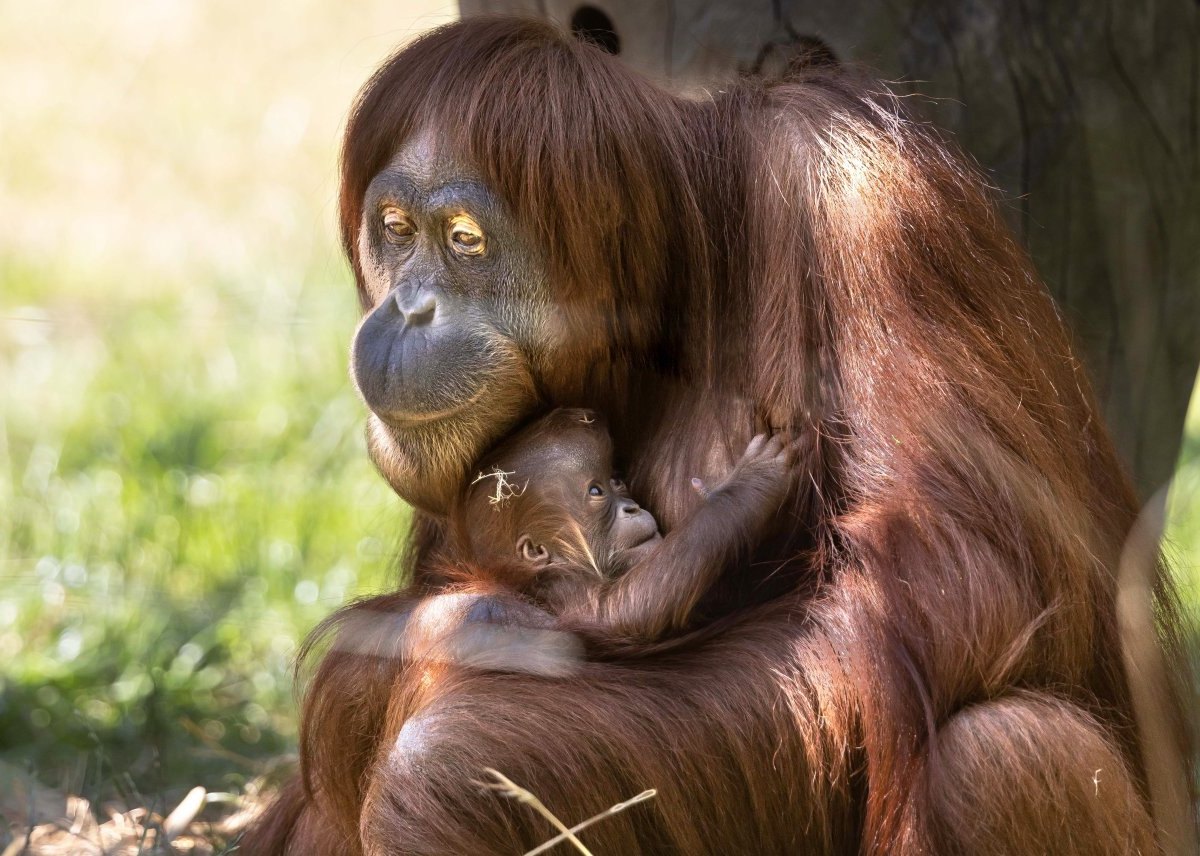 Zoo Dortmund.jpg