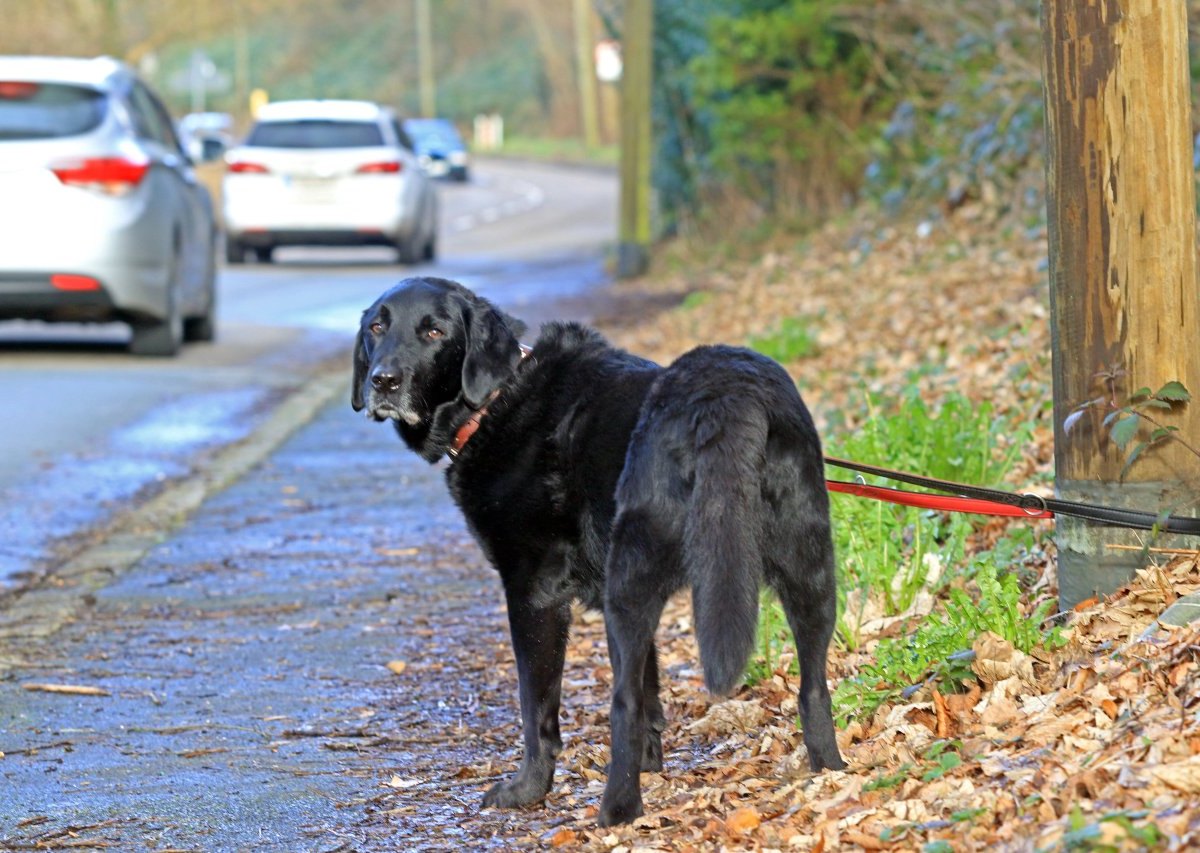 Hund .jpg