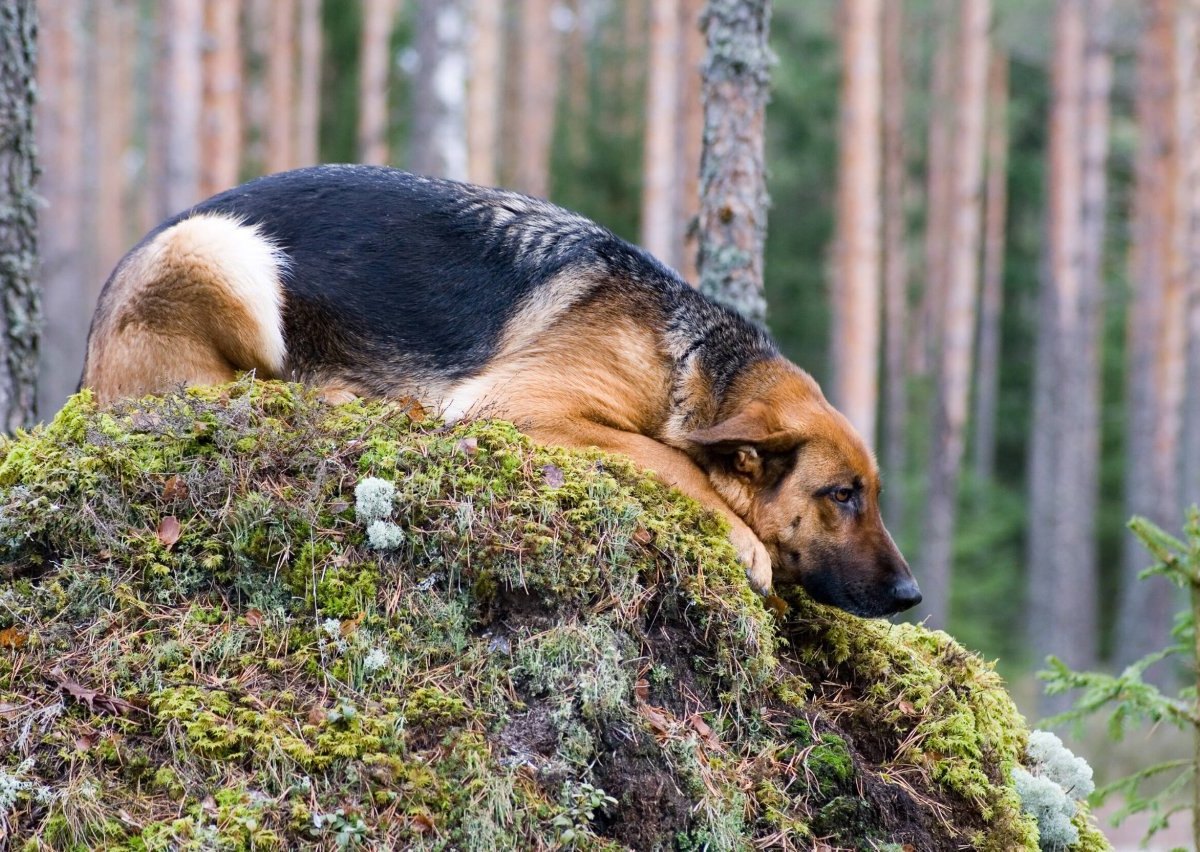 Hund Wald.jpg