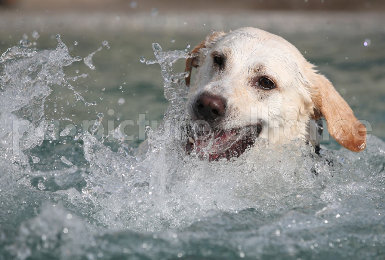 Hund: Vierbeiner schwimmt im Meer – dann wird es lebensgefährlich DerWesten.de