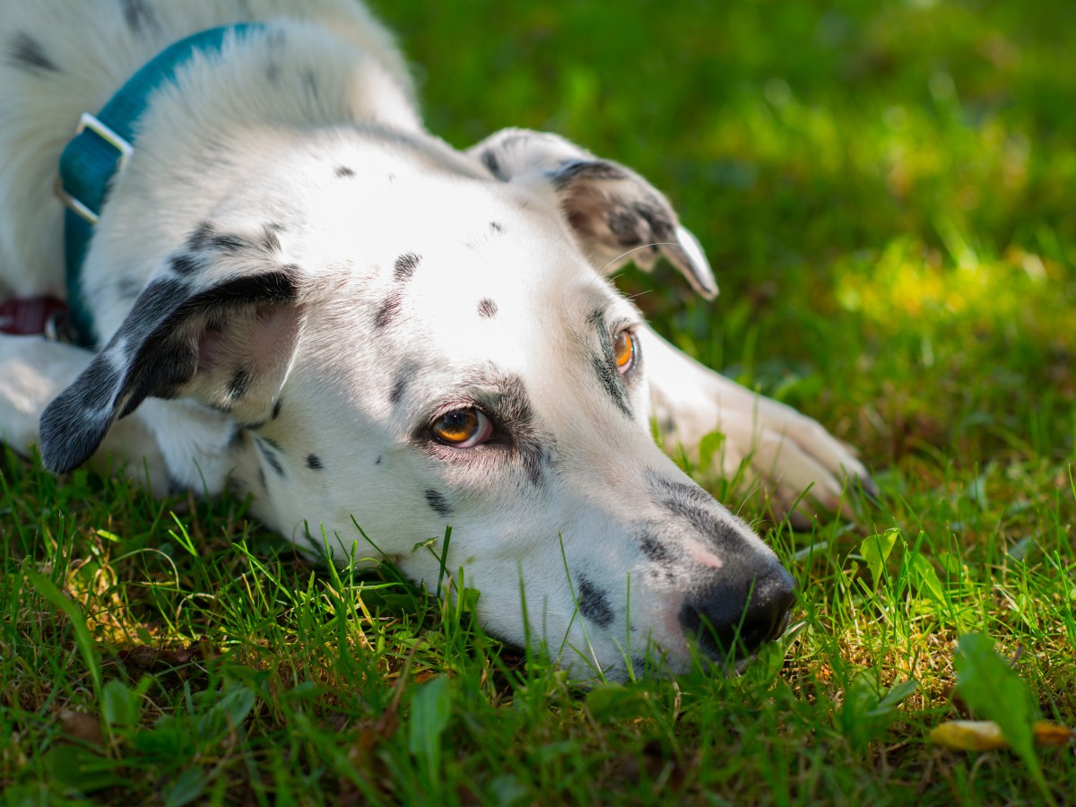 Hund in NRW