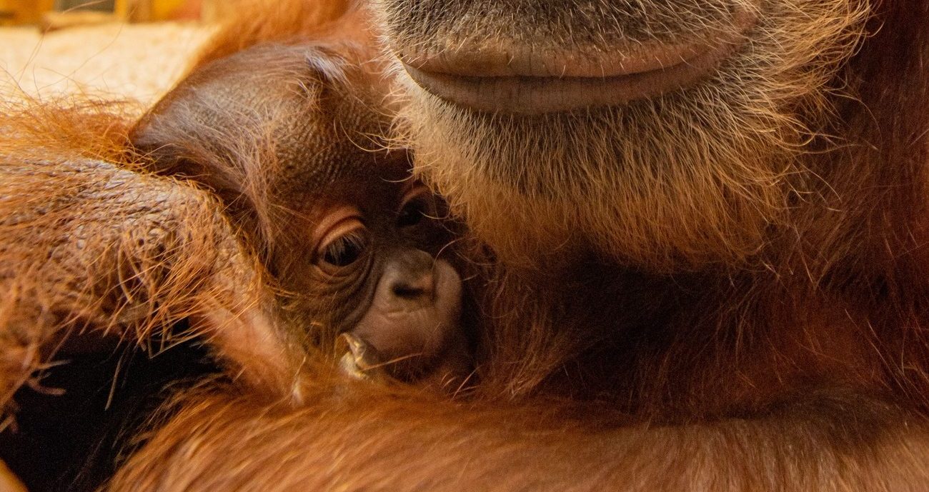 Zoo Dortmund: Nachwuchs hat endlich einen Namen – Fazit der Besucher ist eindeutig „Könnte heulen“