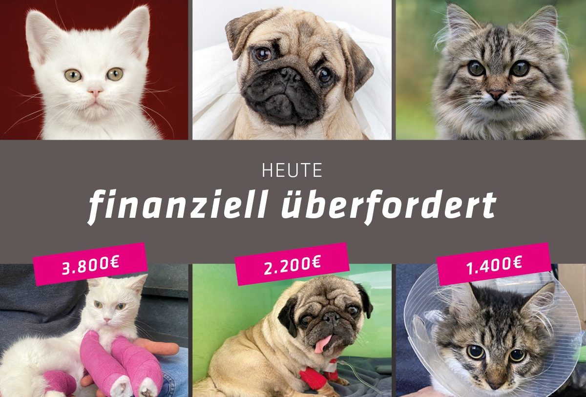 Tierheim Bergheim Katzen Hunde