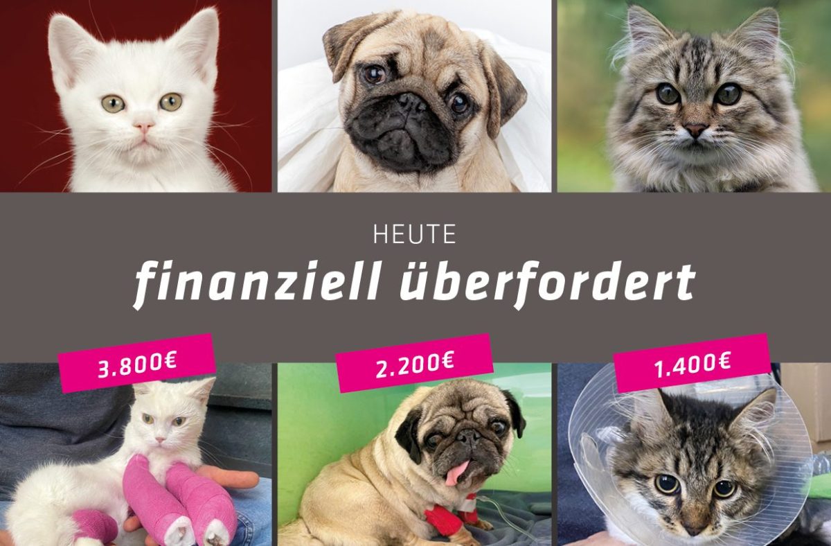 Tierheim Bergheim Katzen Hunde