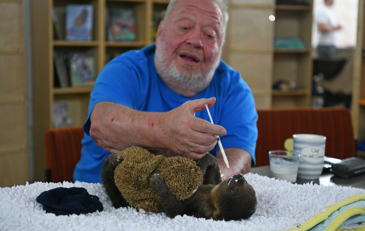 Zoo Zajac-Besitzer füttert Faultierbaby „Fridolin“.