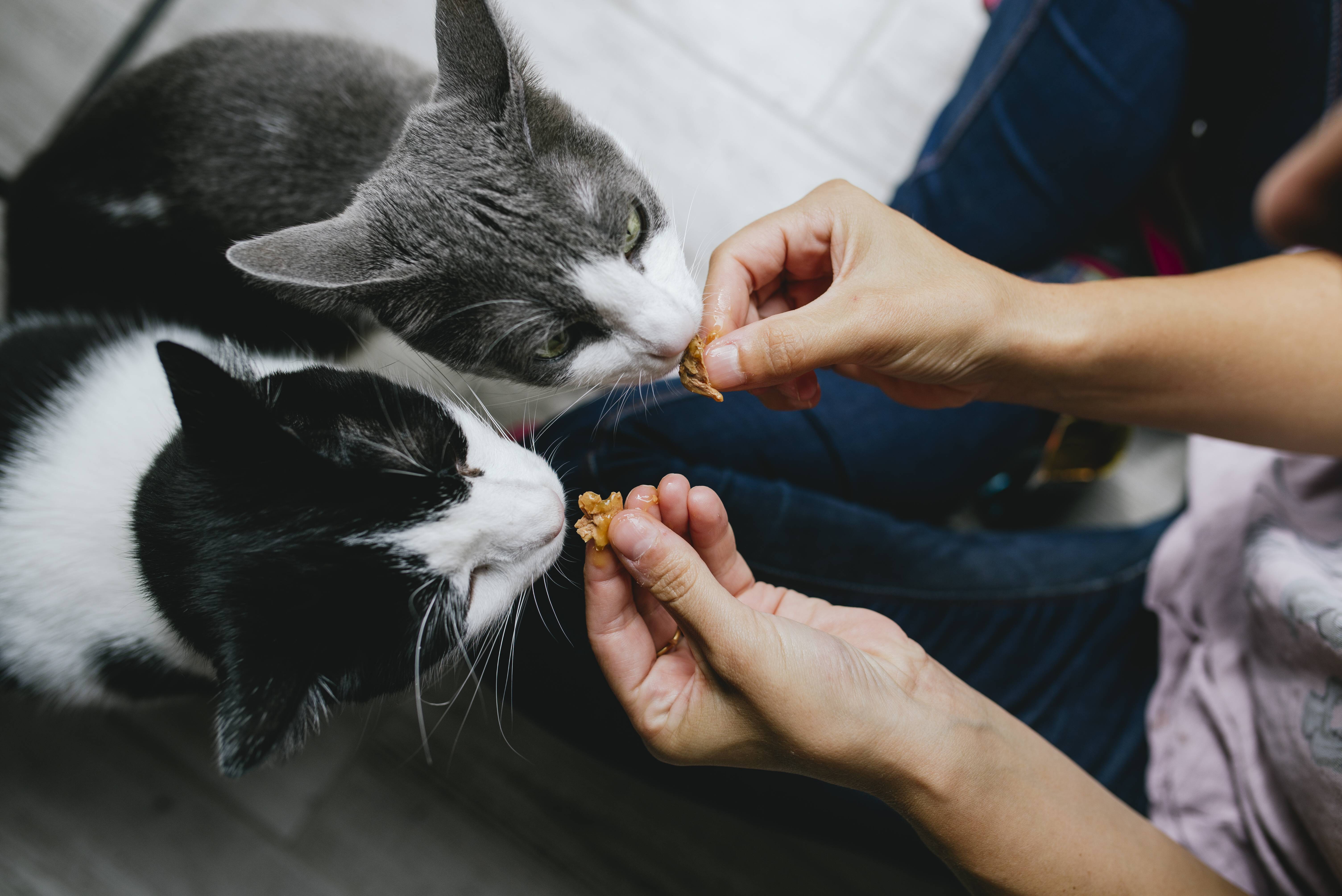 Во сне кормил кошку. Котенок на руках. Кормящая кошка. Котенок на ладони. Кошка стоковые фото.