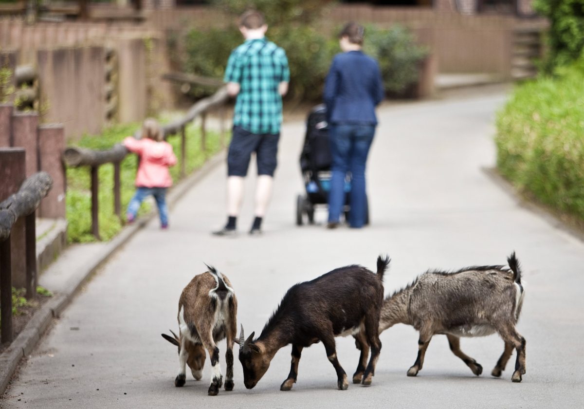 Zoo Dortmund Familie Ziegen