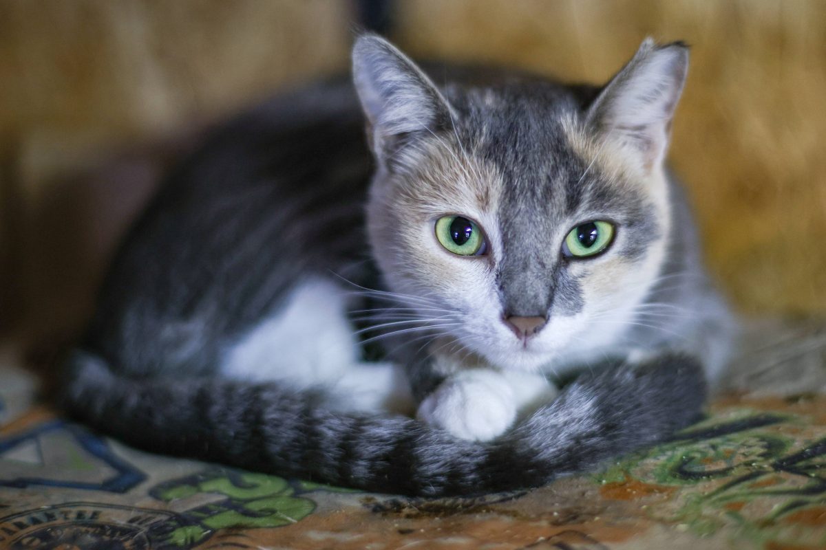 Tierheim in NRW Katze Symbolbild