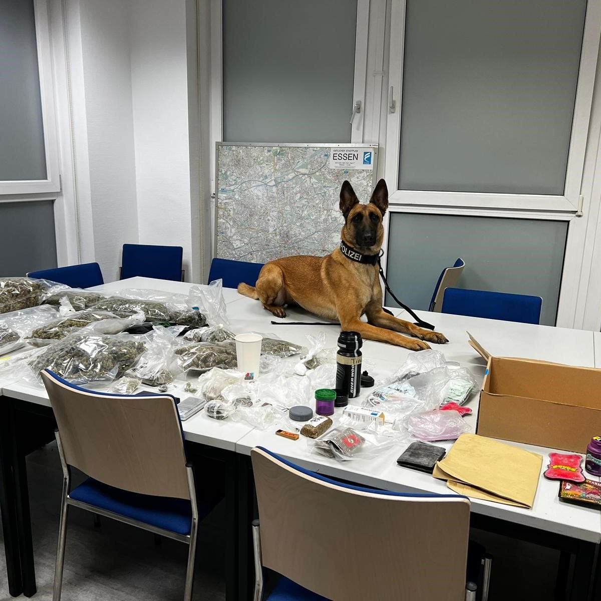 Essen: Polizei-Hund Tilda schlägt zu – Beamten geht dicker Fang ins Netz