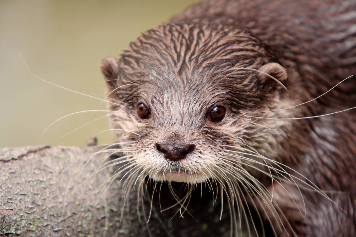 zoo dortmund