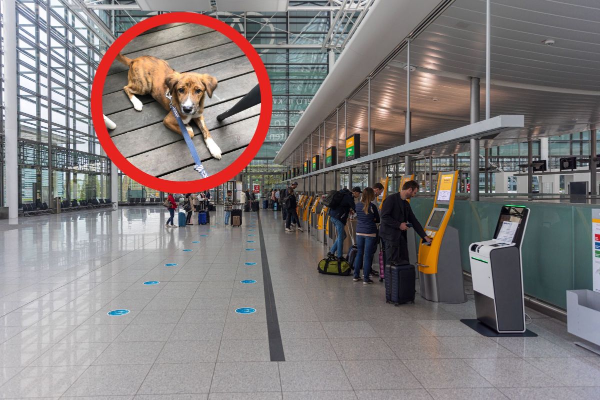 Hund Flughafen