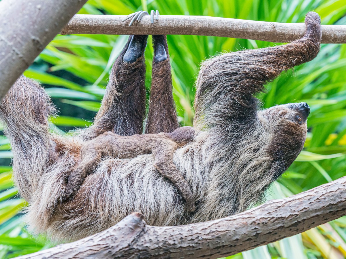 Zoo Köln