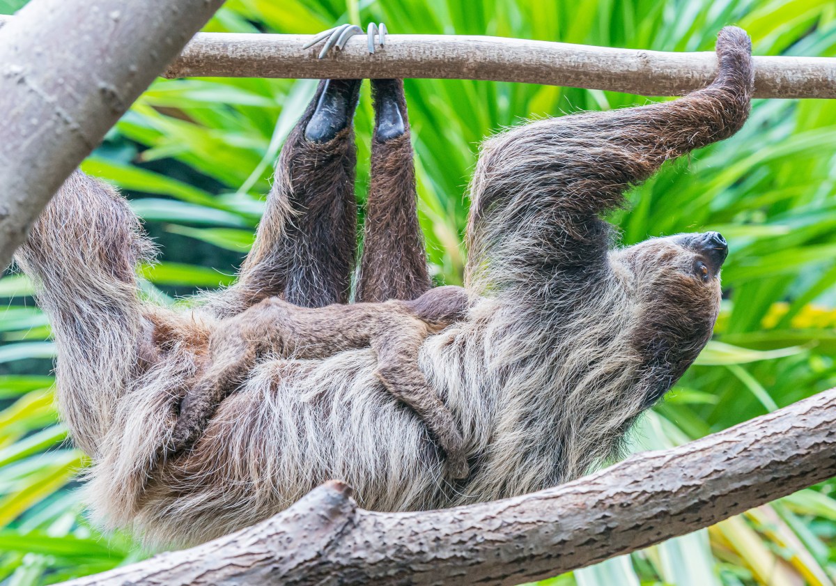 Zoo Köln