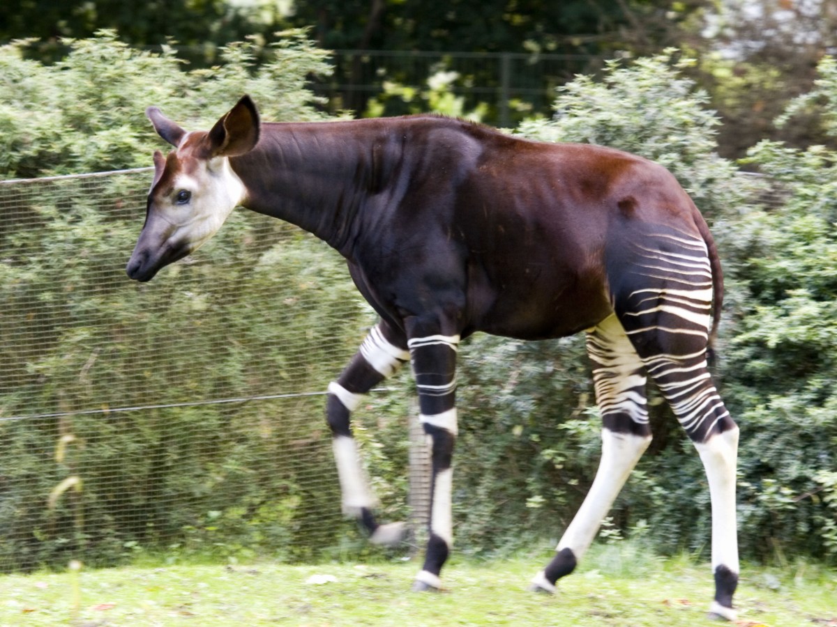 Zoo Koeln