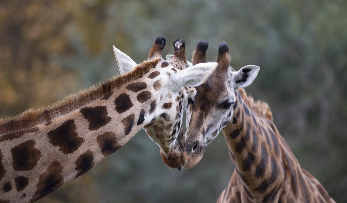 Zoo: Giraffe liegt morgens tot im Gehege – Pfleger stehen vor einem Rätsel