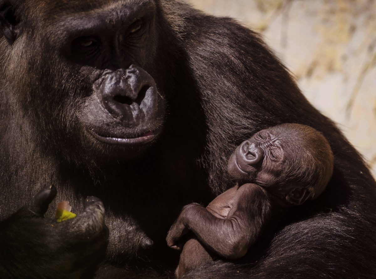Zoo Gorilla-Mama mit Baby