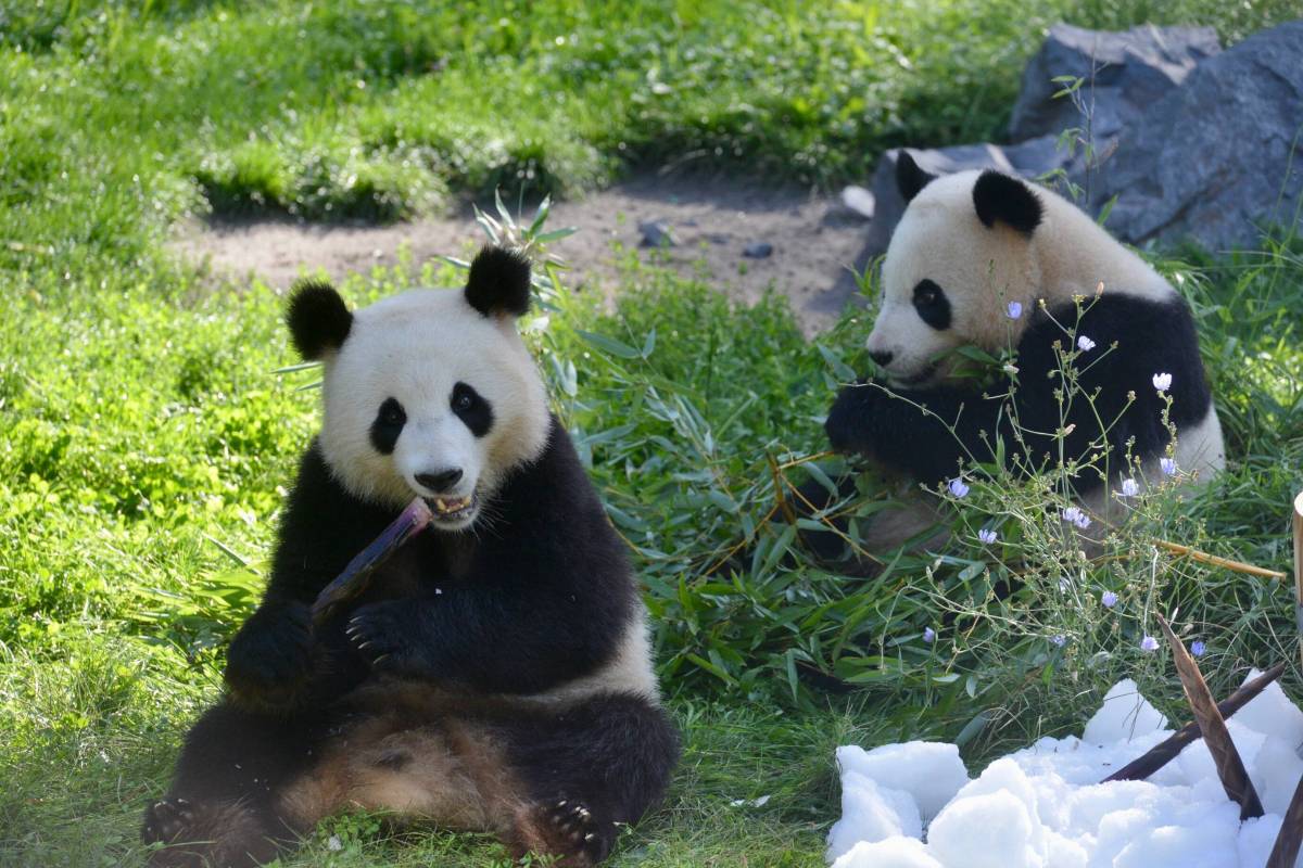 Diese fünf Tierarten in der Zoom Erlebniswelt sind bedroht