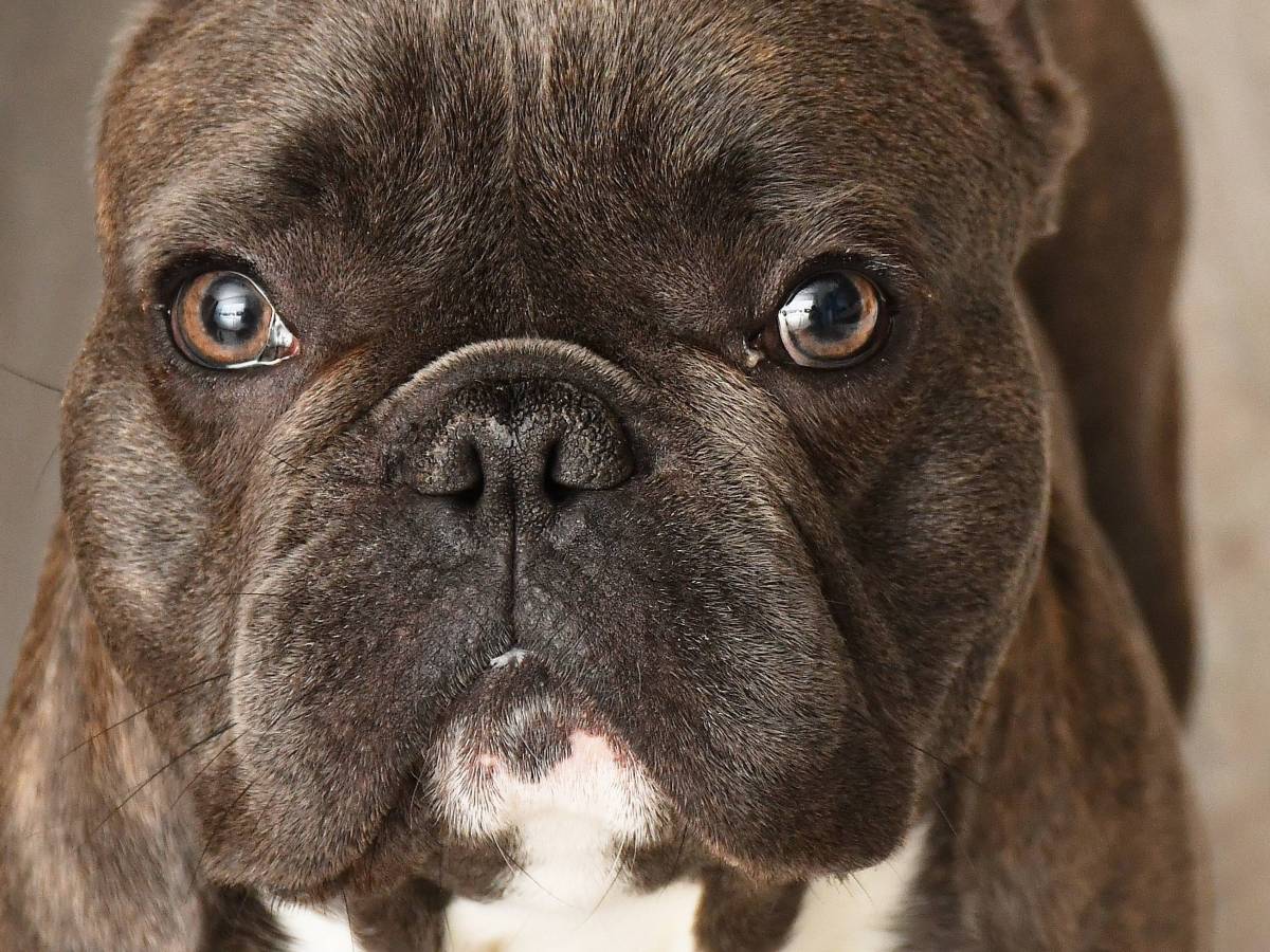 Französische Bulldogge