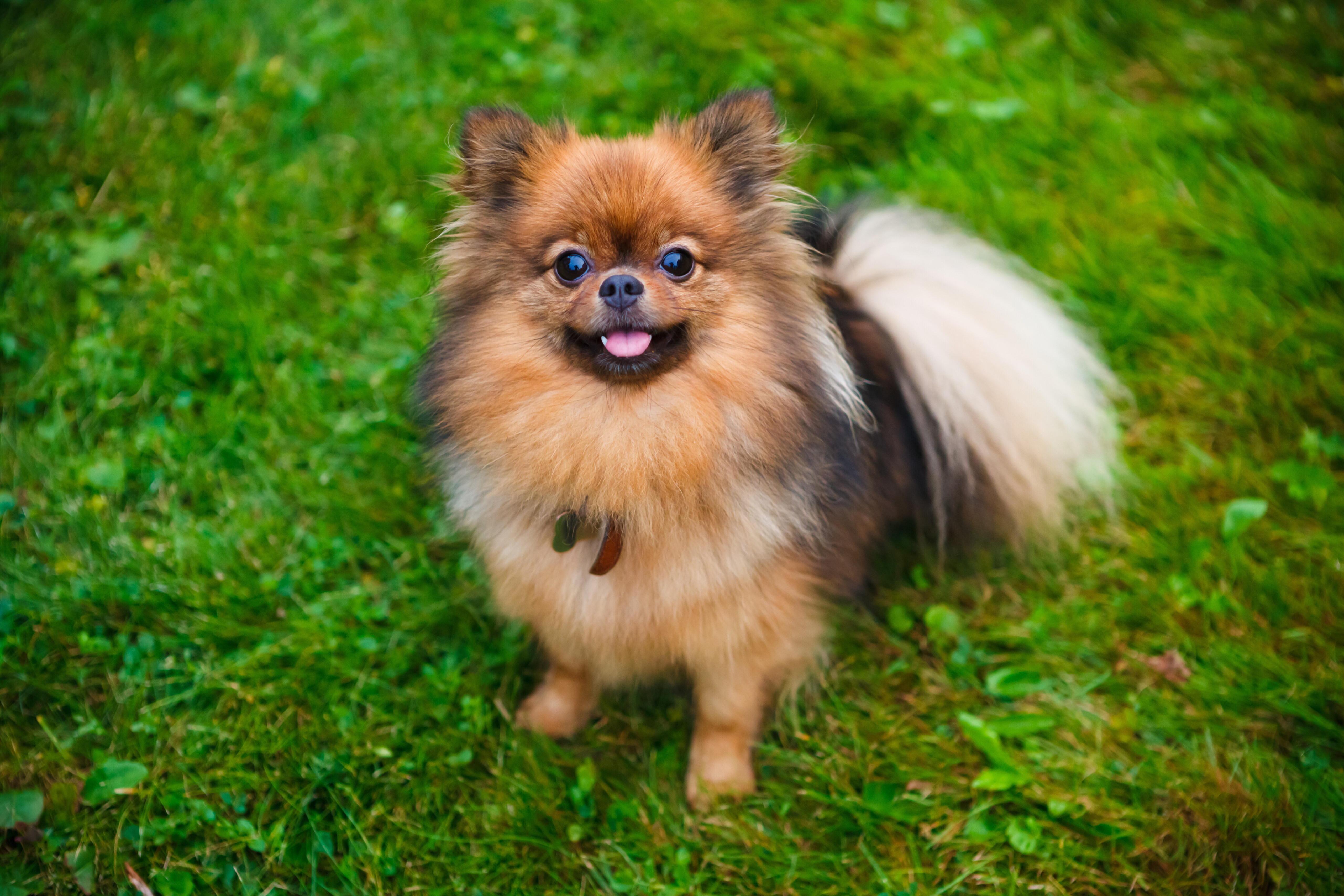 Small dog. Помчи и померанский шпиц. Паппи шпиц. Русский шпиц. Померанский шпиц Поморский.