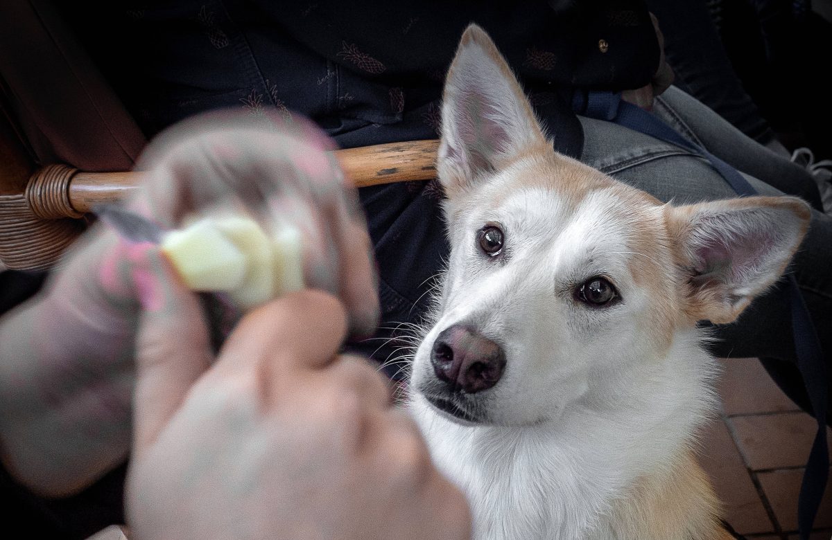 Hund sieht Herrchen an, das gerad Obst schneidet