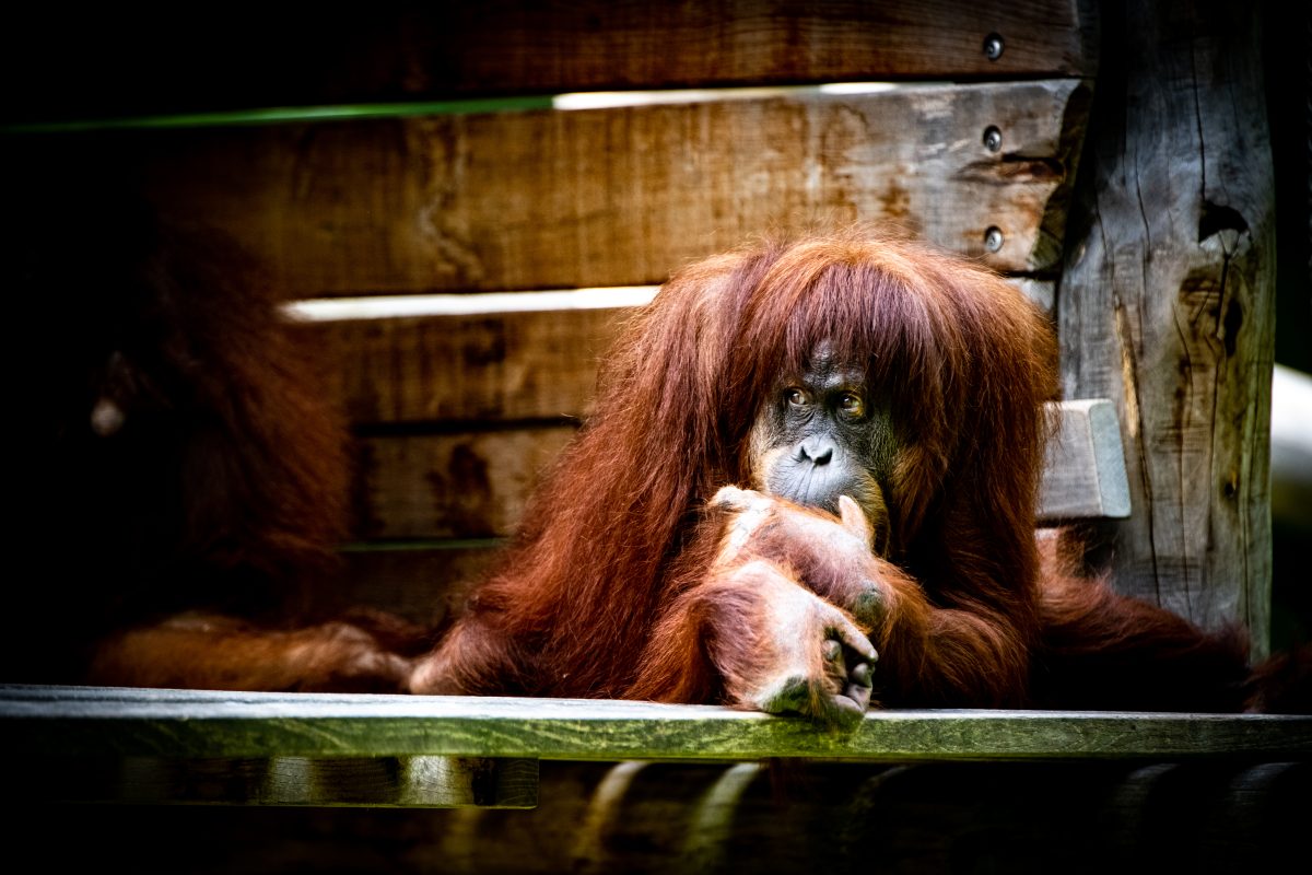 Zoo Dortmund