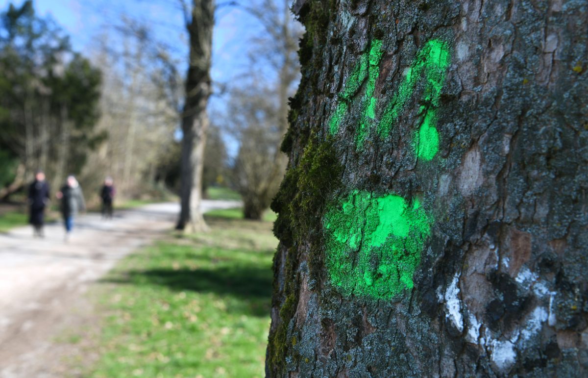 MÃ¼lheim: MysteriÃ¶se Symbole an BÃ¤umen lÃ¤sst Schlimmes erahnen.